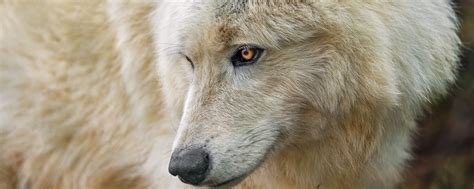 Download Wallpaper 2560x1024 Polar Wolf Wolf Predator Head Ultrawide