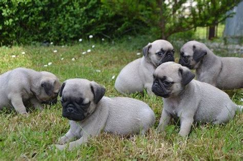 If you're considering pug adoption, keep reading. Pug dog price range & Pug puppies cost. How much are pug puppies?