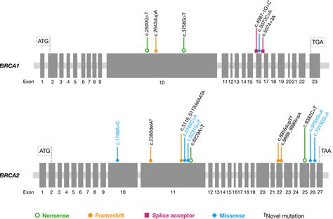 Diagram Of Brca1 And Brca2 Genes Indicating The Position Of Pathogenic