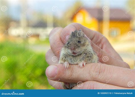 Man Holds A Caught Field Mouse In His Hands Little Scared Rodent In