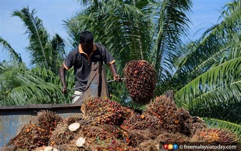 They say there is a moratorium, but i can see with my own eyes that land is being lost every day, said neat rows of oil palm seedlings stretched toward the horizon. Malaysians Must Know the TRUTH: Palm oil board confident ...
