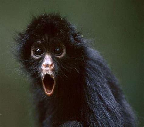 16 Animals Who Are Shocked And Appalled By Your Actions