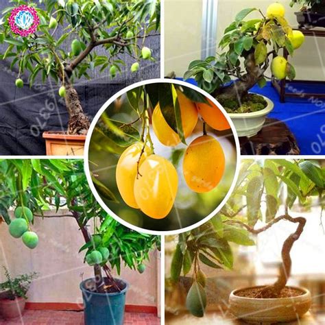 We also show flowering bonsai trees in another top 10 post. Mango Delicious Fruit Bonsai tree Perennial indoor ...