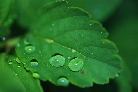 Dew Drops On The Leaves Free Image Download