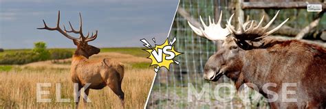 Elk Vs Moose How To Tell Differences A Quick Guide