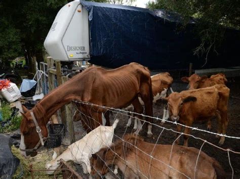 Skinny Cows Led To Animal Cruelty Arrest Deputies Sarasota Fl Patch