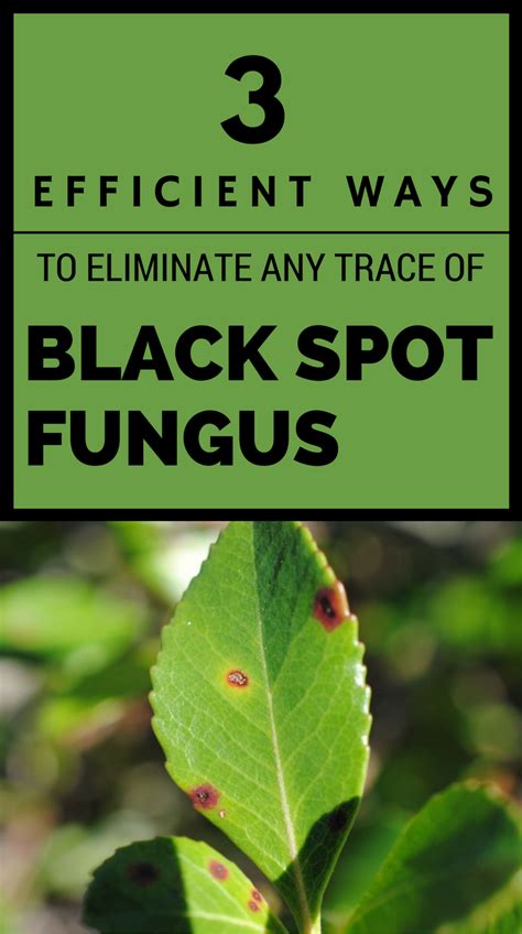 3 Efficient Ways To Eliminate Any Trace Of Black Spot Fungus With