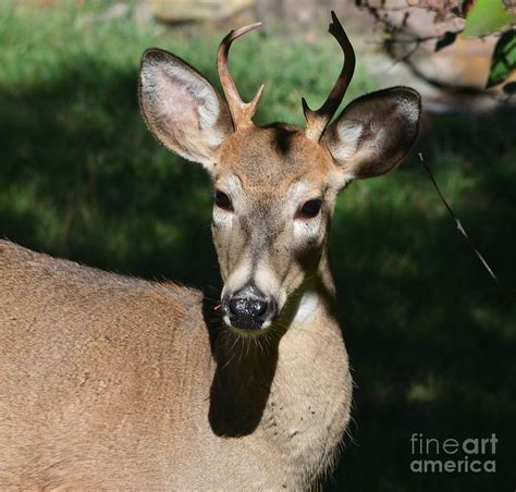 Baby Buck Photograph By Alicia Craft Gower Fine Art America