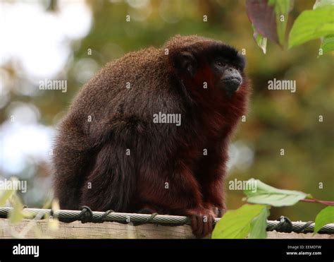 Coppery Titi Monkey Hi Res Stock Photography And Images Alamy