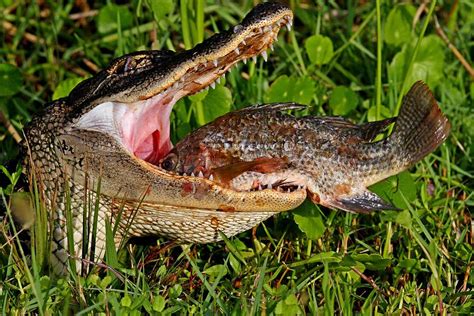 Pictures Of Alligators Eating