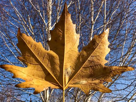 Maple Tree Leaves Turning Brown In Summer 8 Popular Causes