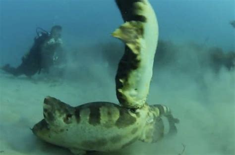 Sharks Fight Each Other As Male Tries To Have Sex With Female Daily Star