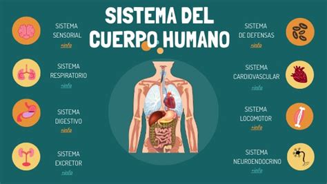 Sistema Del Cuerpo Humano