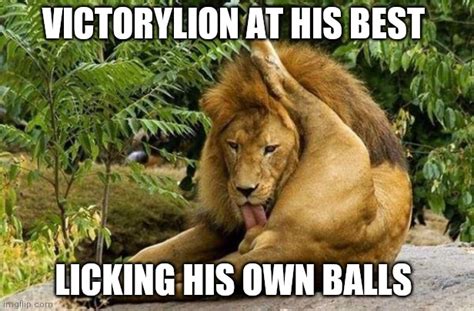 Lion Licking Balls Imgflip