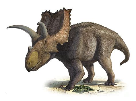 Coahuilaceratops Magnacuerna Digital Art By Sergey Krasovskiy Reptiles