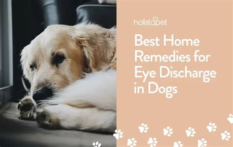 Dog Eye Discharge Home Remedies Home Care Guide Holistapet