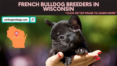 We breed our french bulldogs from championship pedigrees. 5 Best French Bulldog Breeders In Wisconsin! (Reviews ...