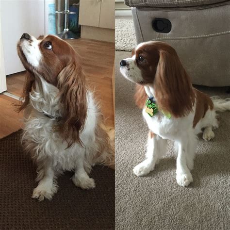 Before And After My Cavaliers Hair Cut King Charles Dog Cavalier
