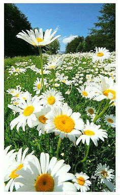 Scopriamo come curare questo splendido fiore. 29 fantastiche immagini su Margherite | Margherite, Fiori e Bellissimi fiori