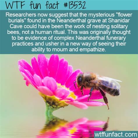 Wtf Fun Fact 13532 Neanderthal Flower Burial Evidence
