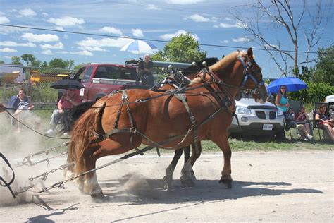 How much does a horse typically weigh? How Much Weight Can a Horse Carry? | HorseClicks