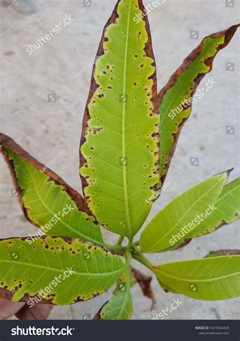 18 Mango Bacterial Canker Disease Images Stock Photos And Vectors