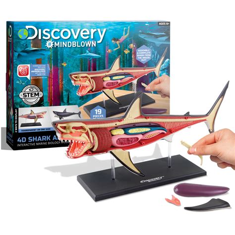 discovery mindblown 4d great white shark anatomy kit interactive marine biology model learn
