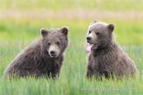 Bear Cubs Yawning Shetzers Photography
