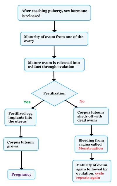 menstrual cycle flow chart sexiz pix