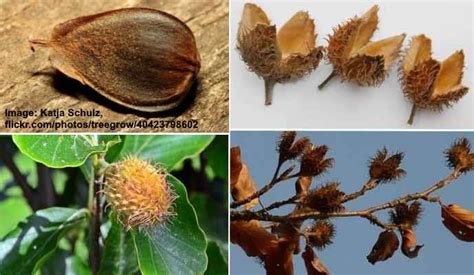 Types Of Tree Seed Pods Identification Guide With Pictures