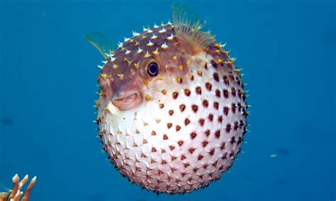 40 Interesting Puffer Fish Facts Serious Facts