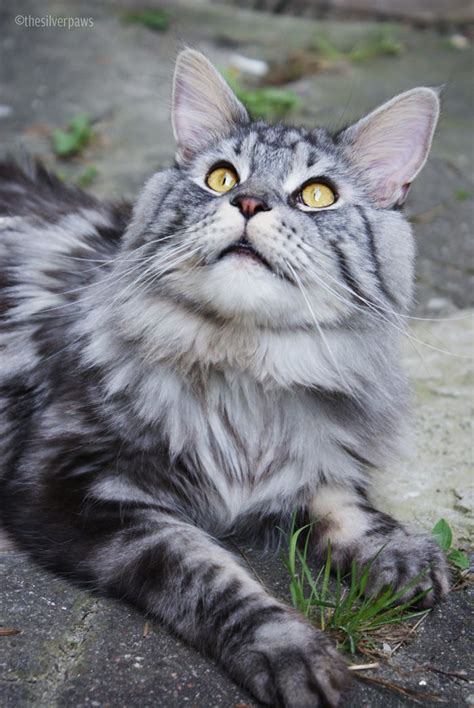 Blake — Maine Coon Black Silver Tabby Thesilverpaws Pinterest