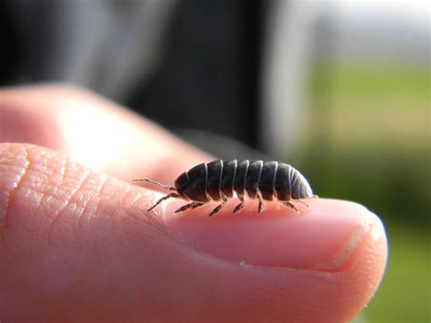 As adults, in our busy lifes, we often overlook their amazing rolly pollies are also our garden friends. Rollie Pollie/ Pill bug | Flickr - Photo Sharing!