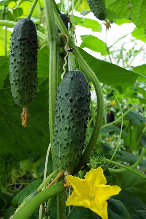 Top 33 Cucumber Varieties To Grow At Home Gardeners Path