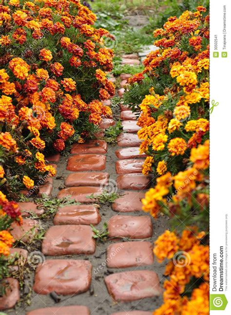 Alley Of Flowers Stock Image Image Of Autumn Season 30502541