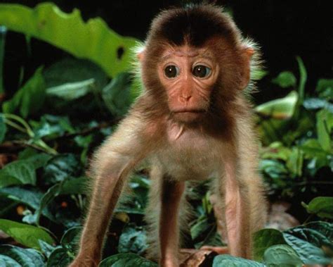 Unique Animals Blogs Baby Monkey Wallpapers Monkey Baby Funny Wallpapers