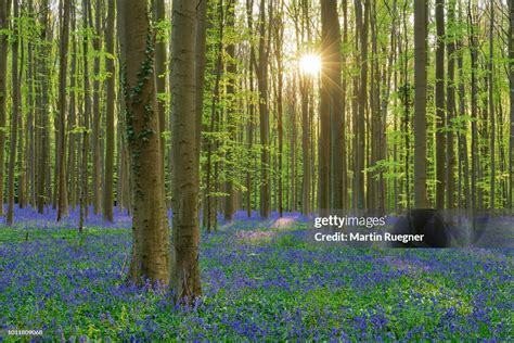 Bluebell Flowers Belgium Europe High Res Stock Photo Getty Images