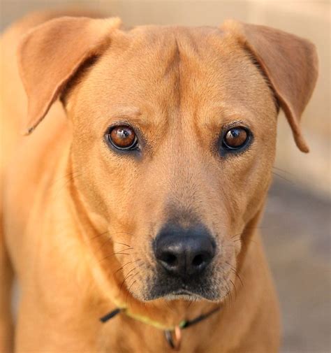 Pin By San Antonio Humane Society On Sahs Dogs Canine Puppies
