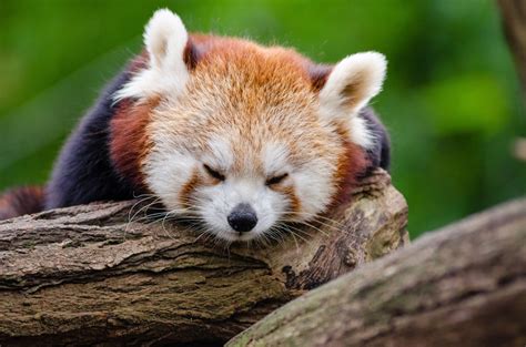 Red Panda Ailurus Fulgens Free Stock Photo Public Domain Pictures