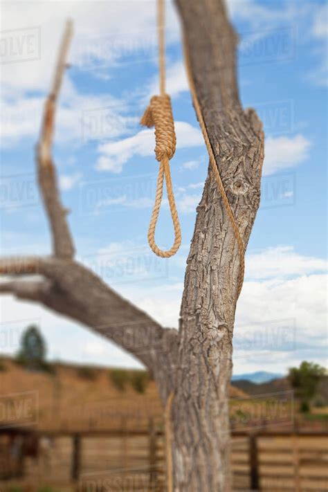 Hangman Noose In A Tree Stock Photo Dissolve