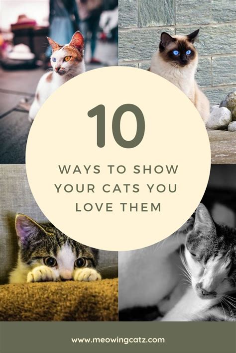 Top Ways To Show Your Cats You Love Them Cat Tips Cat Love Quotes