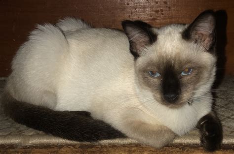 Siamese Cats For Sale Sanford Me 303921 Petzlover