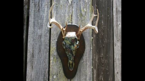 Replica Deer Skull Mount Youtube