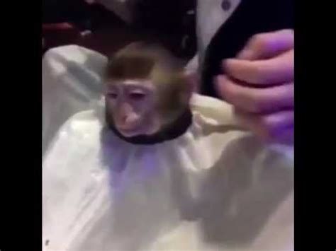 Monkey getting a haircut - YouTube