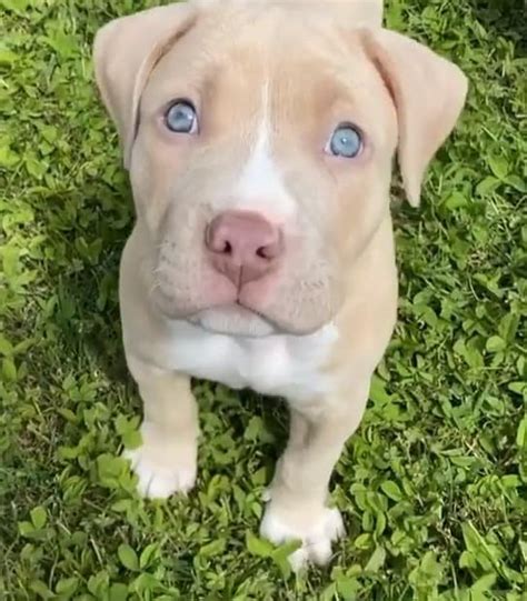 Blue Eyed Pitbull Do Pitbulls With Blue Eyes Really Exist