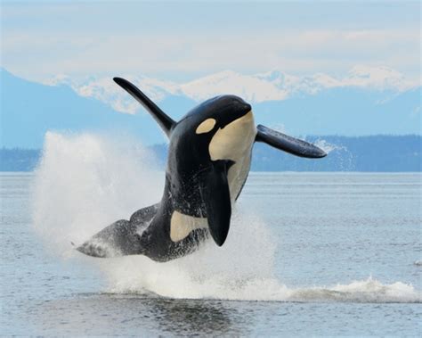 Nature Canada Killer Whales In The Canadian Arctic A New Force To
