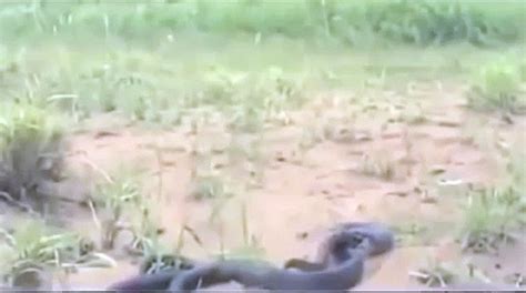 King Cobra Eat Python Snake Video Dailymotion