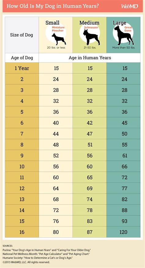 A Chart To Calculate Your Dogs Age Rcoolguides