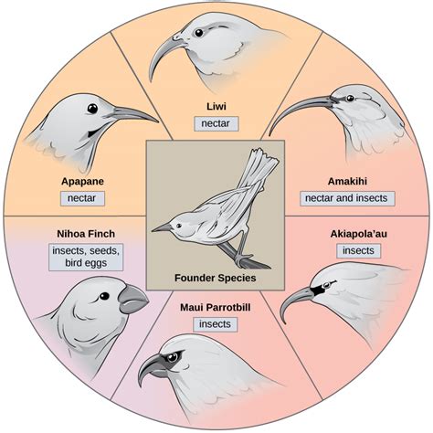 Formation Of New Species Openstax Biology 2e