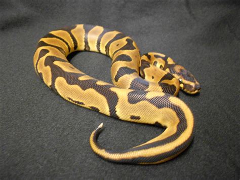 Snakehouse Exotics New Leopard Ball Python